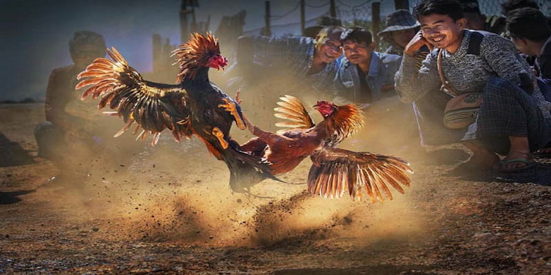 Giới thiệu về Đá gà Net88